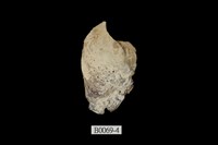 藏品(馬鞍障泥蛤(扁平蚶蛤))的圖片